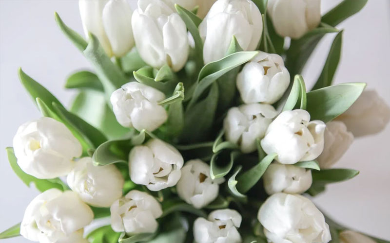 你知道礼仪花卉的花材主要包括哪些吗？